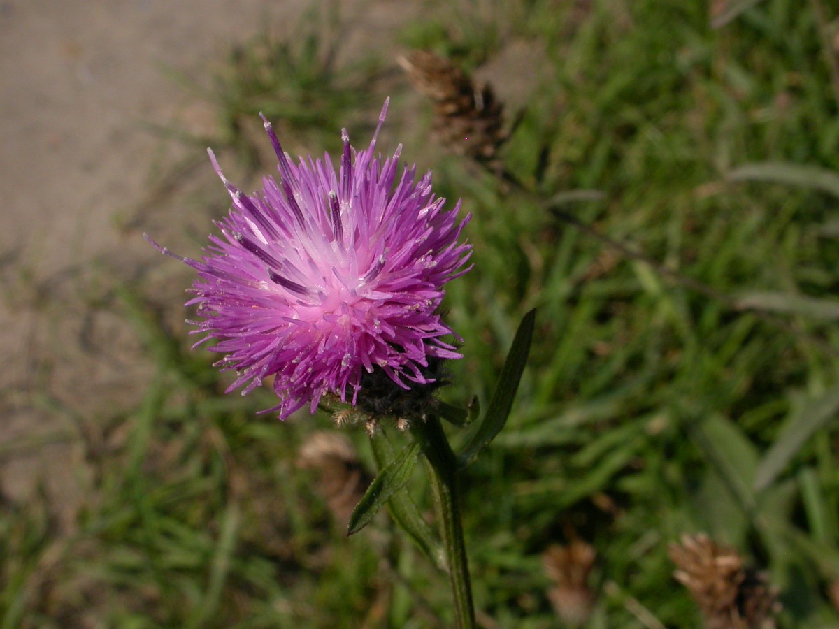 Centaurea nigra